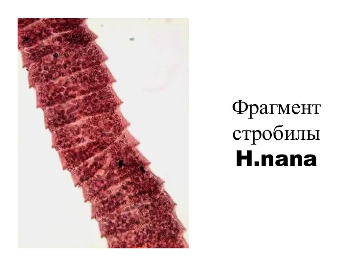 Фрагмент стробилы H.nana