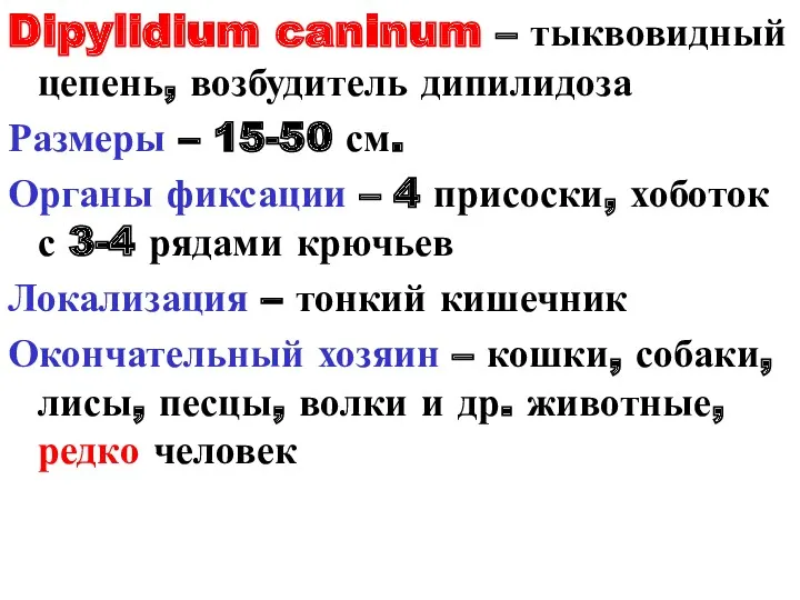 Dipylidium caninum – тыквовидный цепень, возбудитель дипилидоза Размеры – 15-50 см. Органы фиксации