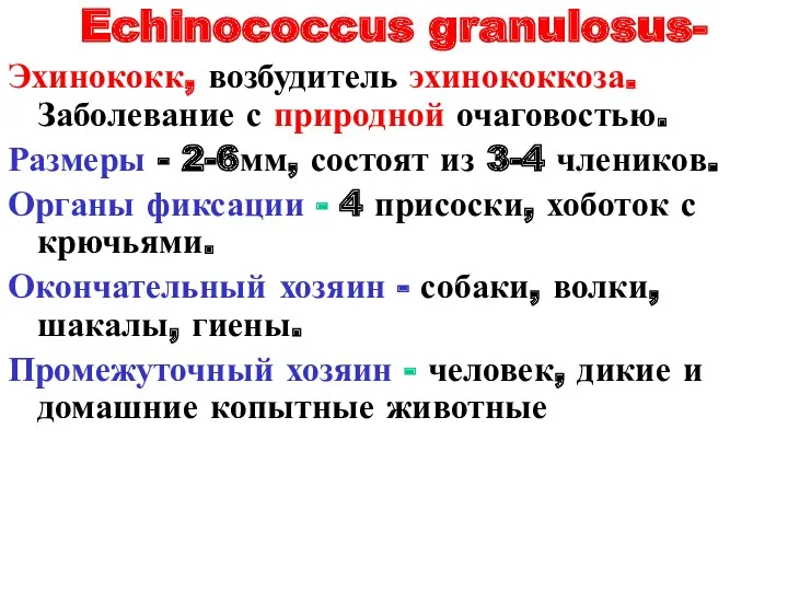 Echinococcus granulosus- Эхинококк, возбудитель эхинококкоза. Заболевание с природной очаговостью. Размеры - 2-6мм, состоят