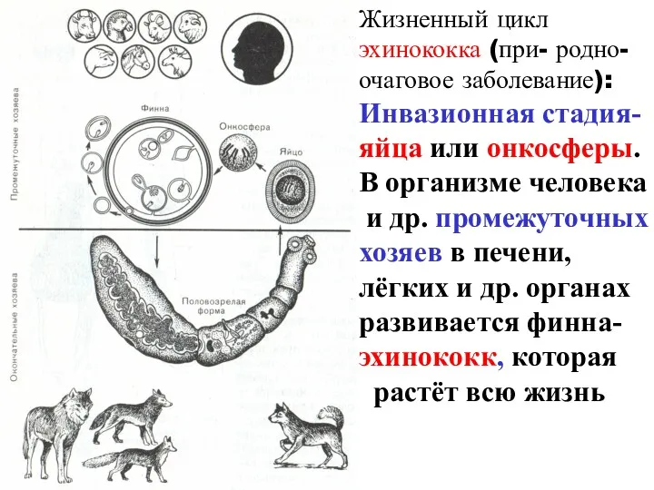 Жизненный цикл эхинококка (при- родно-очаговое заболевание): Инвазионная стадия- яйца или