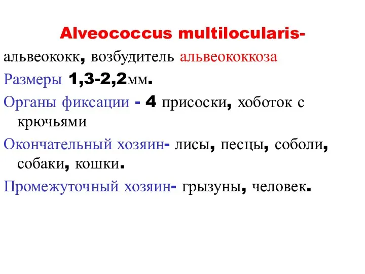 Alveococcus multilocularis- альвеококк, возбудитель альвеококкоза Размеры 1,3-2,2мм. Органы фиксации - 4 присоски, хоботок