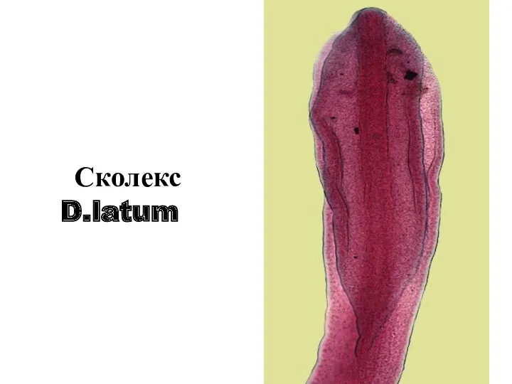 Сколекс D.latum