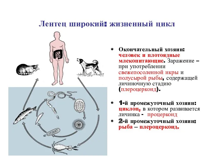 Лентец широкий: жизненный цикл Окончательный хозяин: человек и плотоядные млекопитающие.