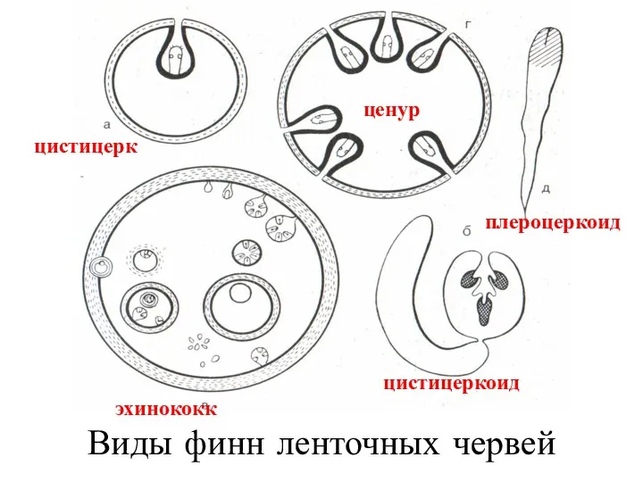 Виды финн ленточных червей цистицерк цистицеркоид ценур эхинококк плероцеркоид