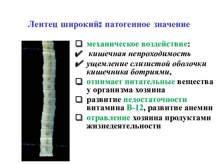 Лентец широкий: патогенное значение механическое воздействие: кишечная непроходимость ущемление слизистой