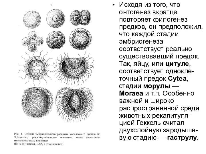 Исходя из того, что онтогенез вкратце повторяет филогенез предков, он