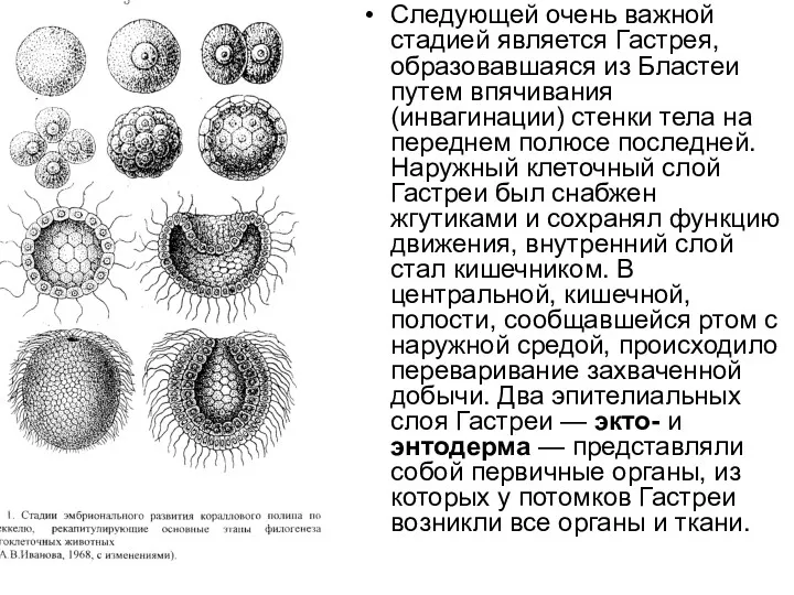 Следующей очень важной стадией является Гастрея, образовавшаяся из Бластеи путем