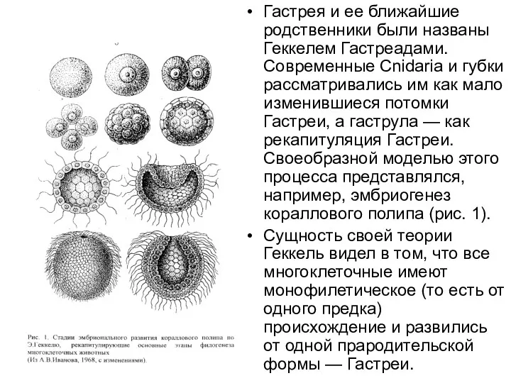 Гастрея и ее ближайшие родственники были названы Геккелем Гастреадами. Современные