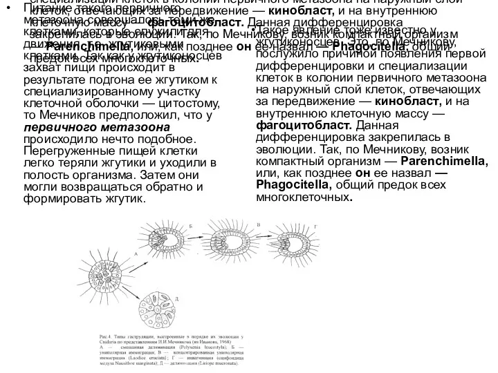 Такое явление тоже известно у жгутиконосцев. Это, по Мечникову, послужило