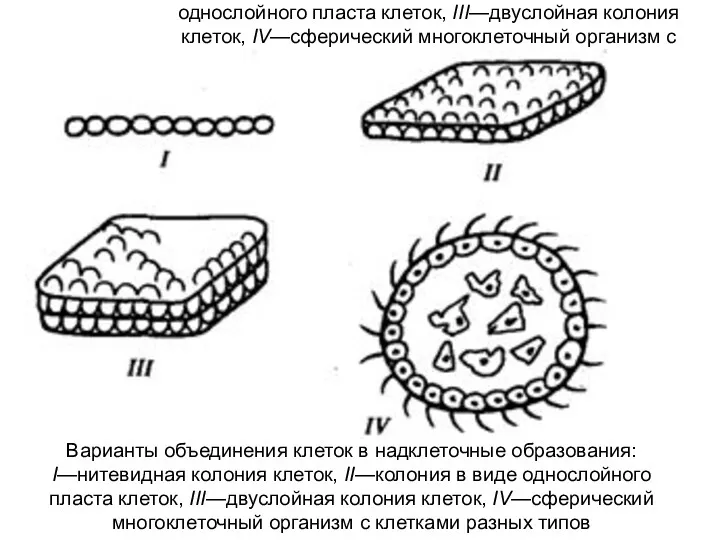 Варианты объединения клеток в надклеточные образования: I—нитевидная колония клеток, II—колония