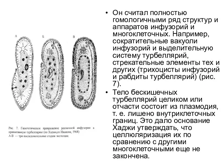 Он считал полностью гомологичными ряд структур и аппаратов инфузорий и