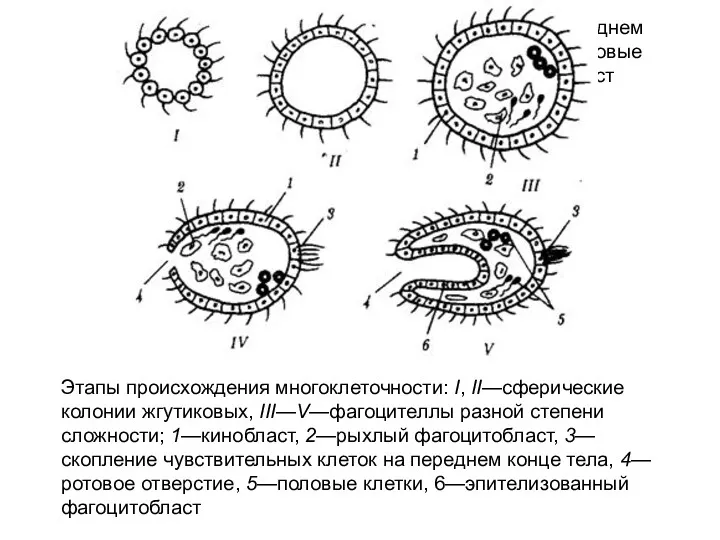 Этапы происхождения многоклеточности: I, II—сферические колонии жгутиковых, III—V—фагоцителлы разной степени