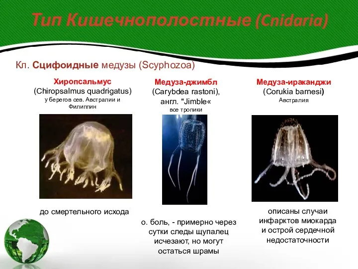 Тип Кишечнополостные (Cnidaria) Кл. Сцифоидные медузы (Scyphozoa) Хиропсальмус (Chiropsalmus quadrigatus)