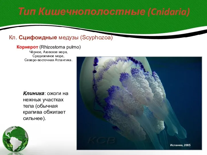 Тип Кишечнополостные (Cnidaria) Кл. Сцифоидные медузы (Scyphozoa) Корнерот (Rhizostoma pulmo)