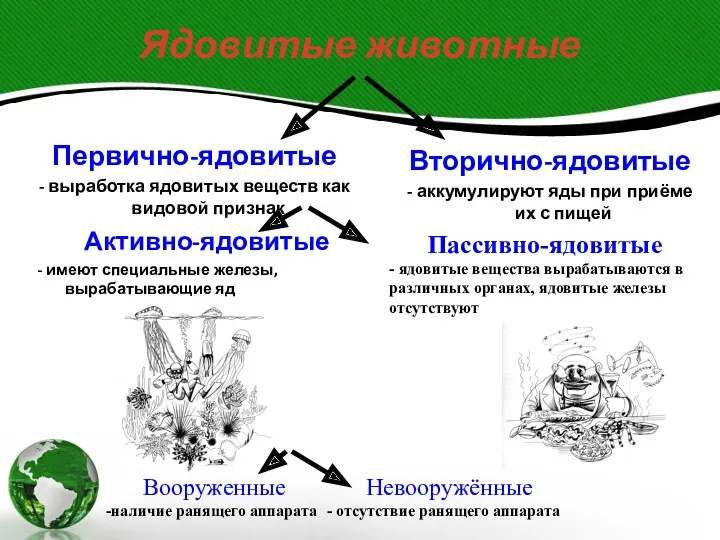 Ядовитые животные Первично-ядовитые - выработка ядовитых веществ как видовой признак