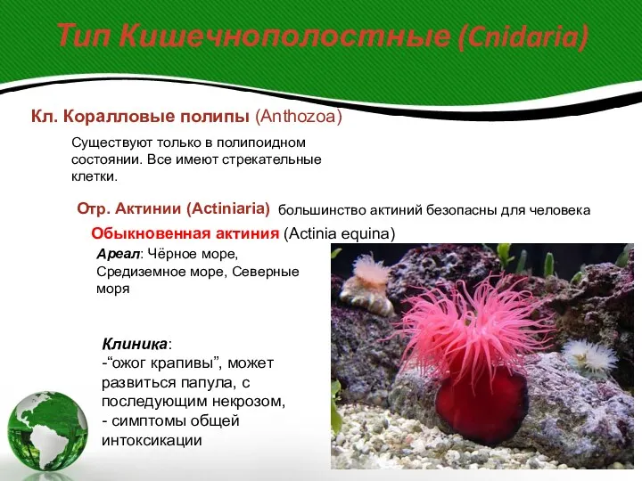 Тип Кишечнополостные (Cnidaria) Кл. Коралловые полипы (Anthozoa) Существуют только в