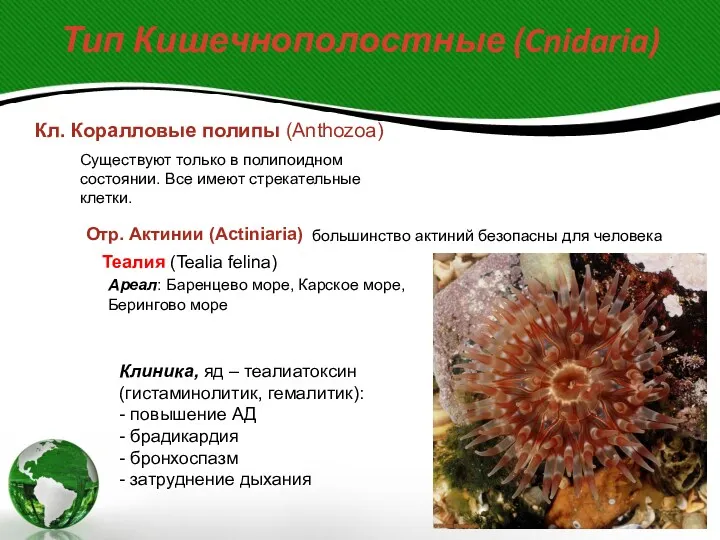 Тип Кишечнополостные (Cnidaria) Кл. Коралловые полипы (Anthozoa) Существуют только в