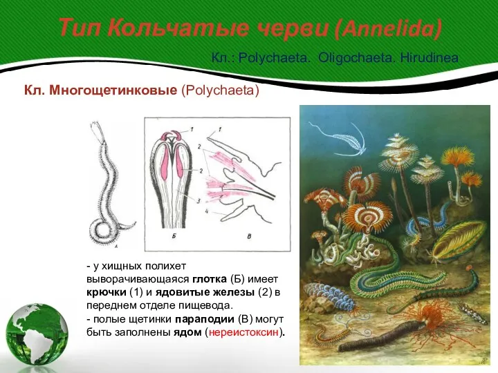 Тип Кольчатые черви (Annelida) Кл.: Polychaeta. Oligochaeta. Hirudinea Кл. Многощетинковые