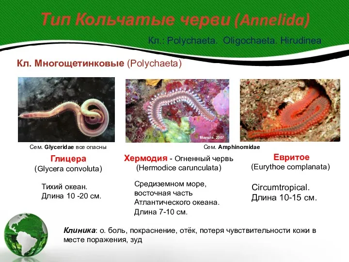 Тип Кольчатые черви (Annelida) Кл.: Polychaeta. Oligochaeta. Hirudinea Кл. Многощетинковые