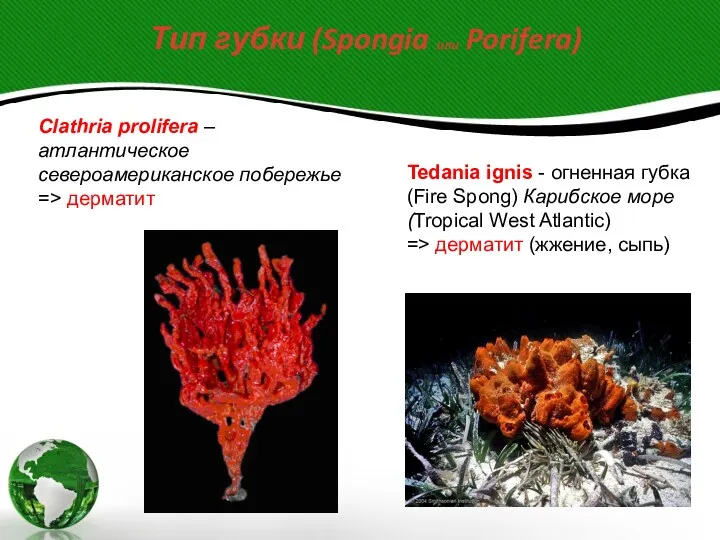 Тип губки (Spongia или Porifera) Clathria prolifera – атлантическое североамериканское