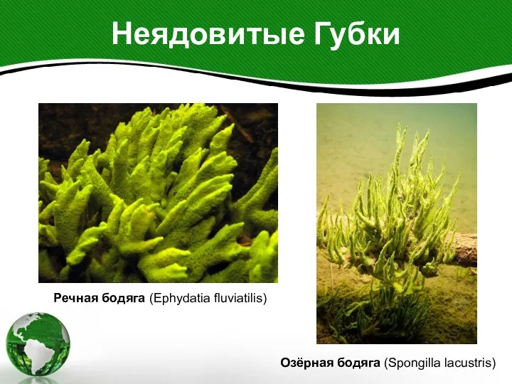 Неядовитые Губки Озёрная бодяга (Spongilla lacustris) Речная бодяга (Ephydatia fluviatilis)
