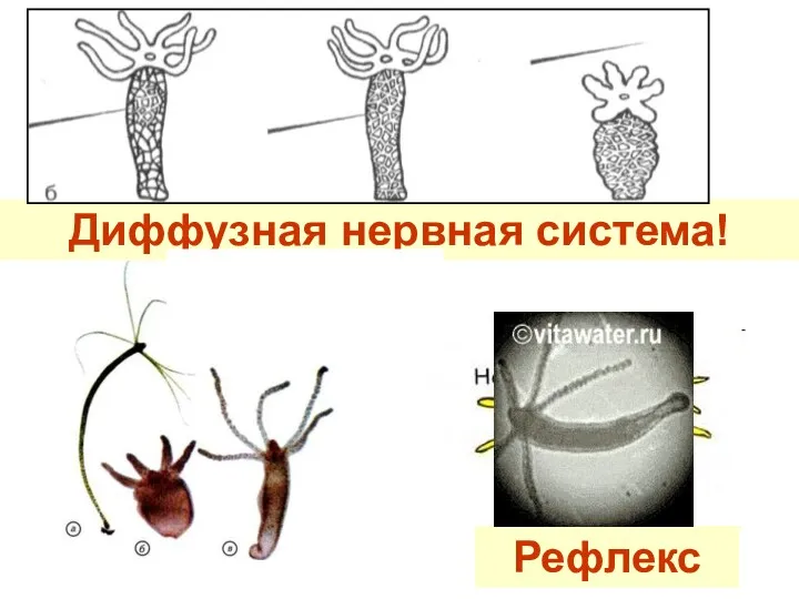 Диффузная нервная система! Рефлекс