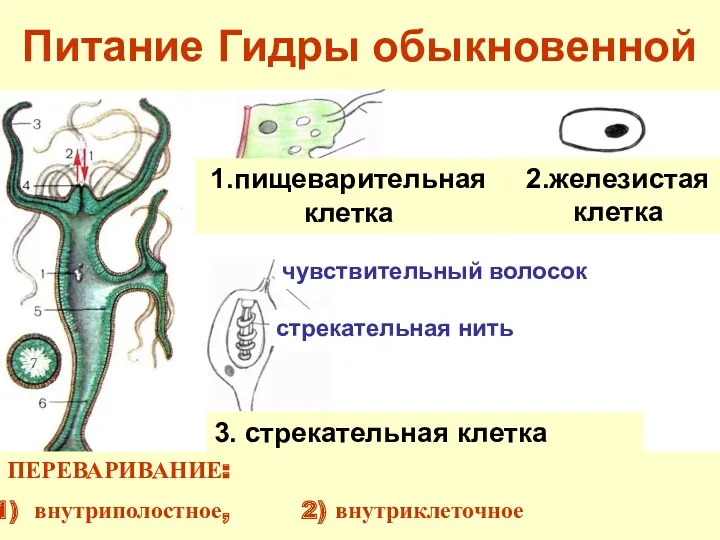 Питание Гидры обыкновенной 3. стрекательная клетка 1.пищеварительная клетка стрекательная нить