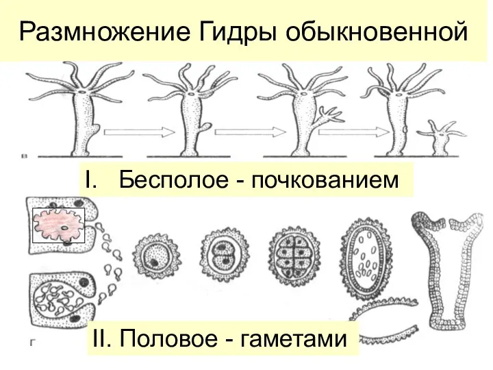 Размножение Гидры обыкновенной I. Бесполое - почкованием II. Половое - гаметами