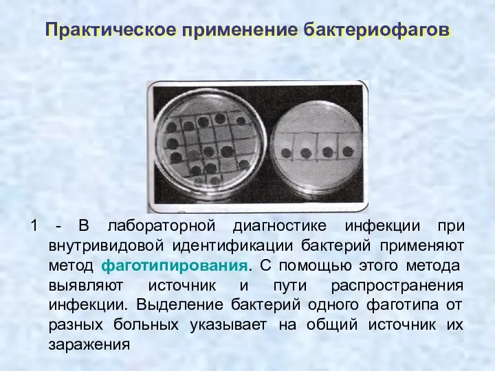 Практическое применение бактериофагов 1 - В лабораторной диагностике инфекции при внутривидовой идентификации бактерий