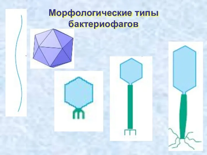 Морфологические типы бактериофагов