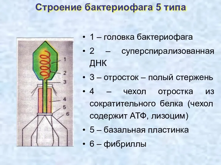 Строение бактериофага 5 типа 1 – головка бактериофага 2 – суперспирализованная ДНК 3