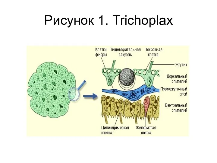 Рисунок 1. Trichoplax