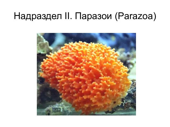 Надраздел II. Паразои (Parazoa)
