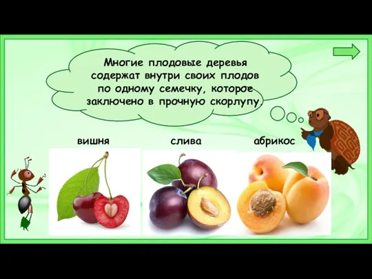 Многие плодовые деревья содержат внутри своих плодов по одному семечку,