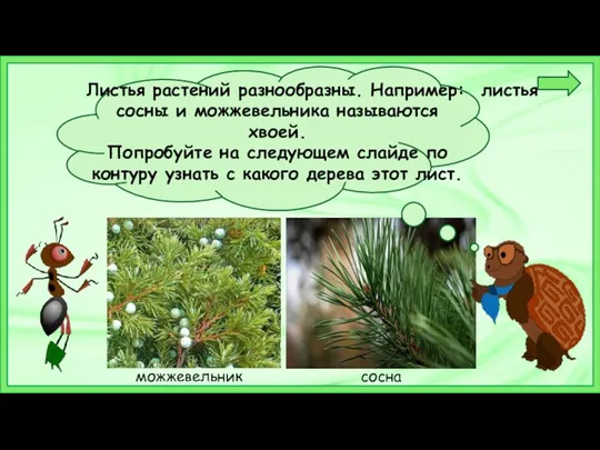 Листья растений разнообразны. Например: листья сосны и можжевельника называются хвоей.