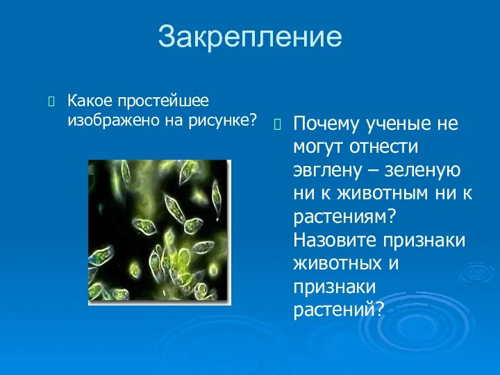 Закрепление Какое простейшее изображено на рисунке? Почему ученые не могут