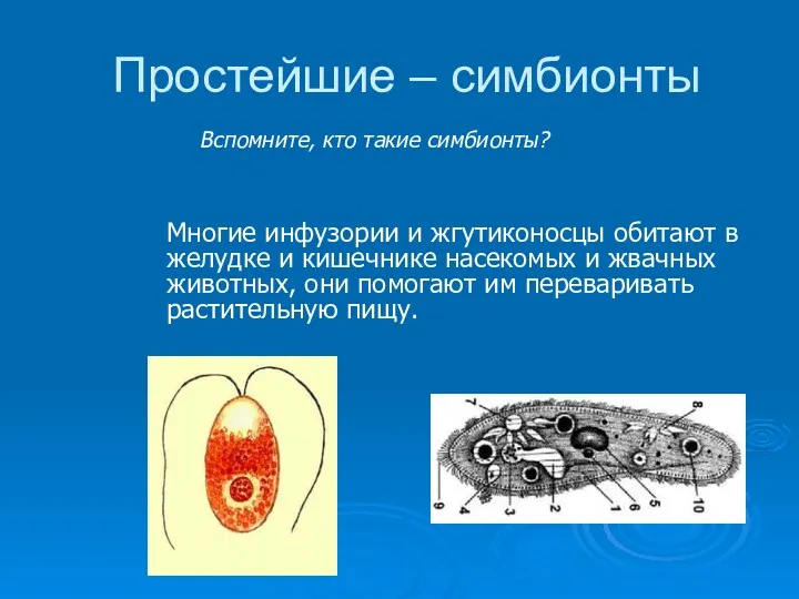 Простейшие – симбионты Многие инфузории и жгутиконосцы обитают в желудке