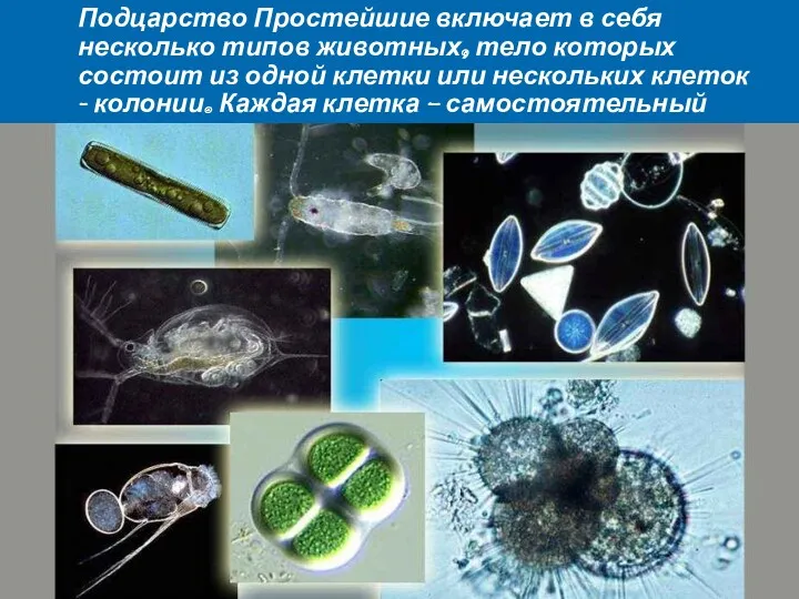 Подцарство Простейшие включает в себя несколько типов животных, тело которых