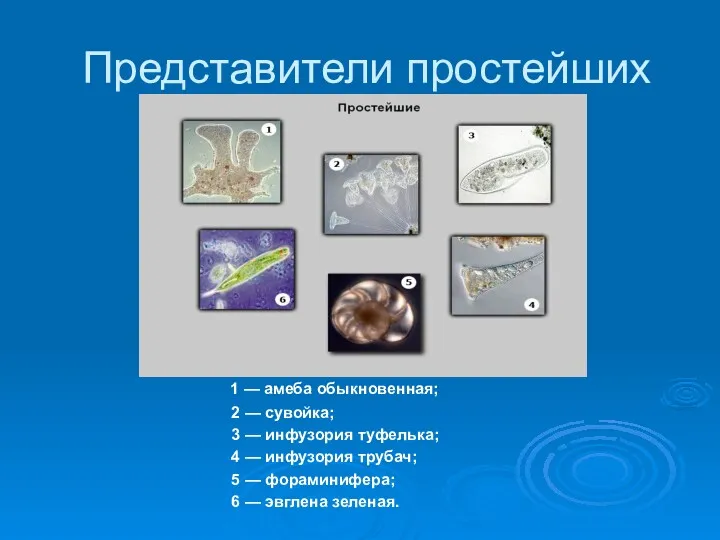 Представители простейших 1 — амеба обыкновенная; 2 — сувойка; 3