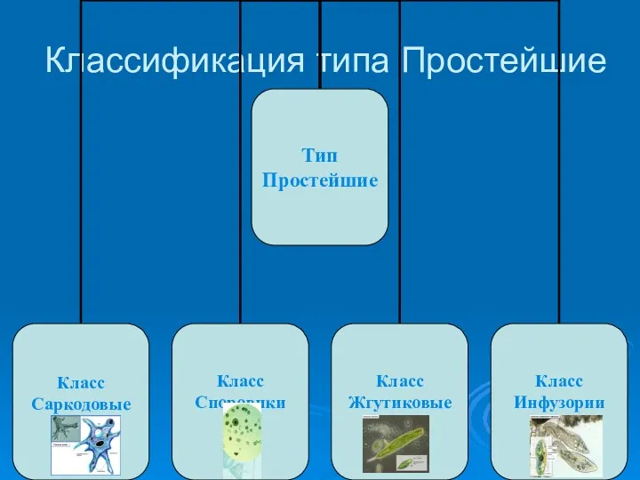 Классификация типа Простейшие