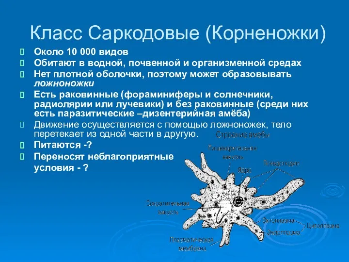 Класс Саркодовые (Корненожки) Около 10 000 видов Обитают в водной,