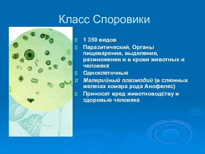 Класс Споровики 1 350 видов Паразитический, Органы пищеварения, выделения, размножения