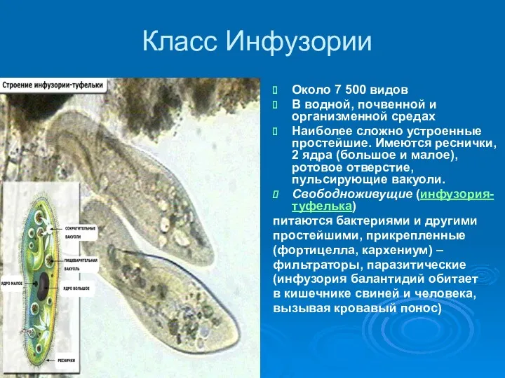 Класс Инфузории Около 7 500 видов В водной, почвенной и