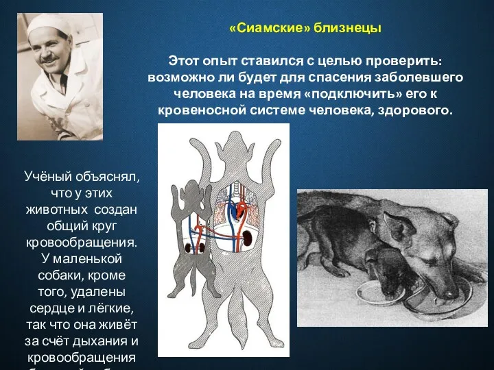 «Сиамские» близнецы Этот опыт ставился с целью проверить: возможно ли