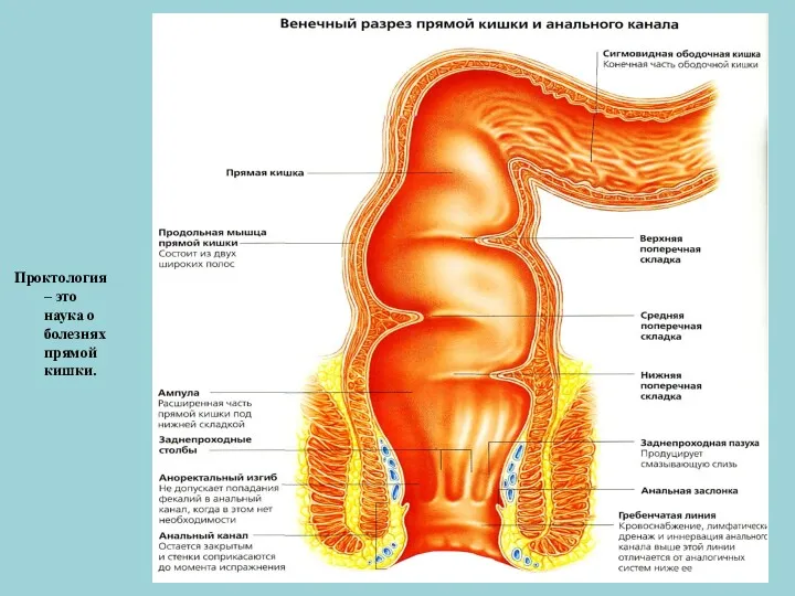 Проктология – это наука о болезнях прямой кишки.