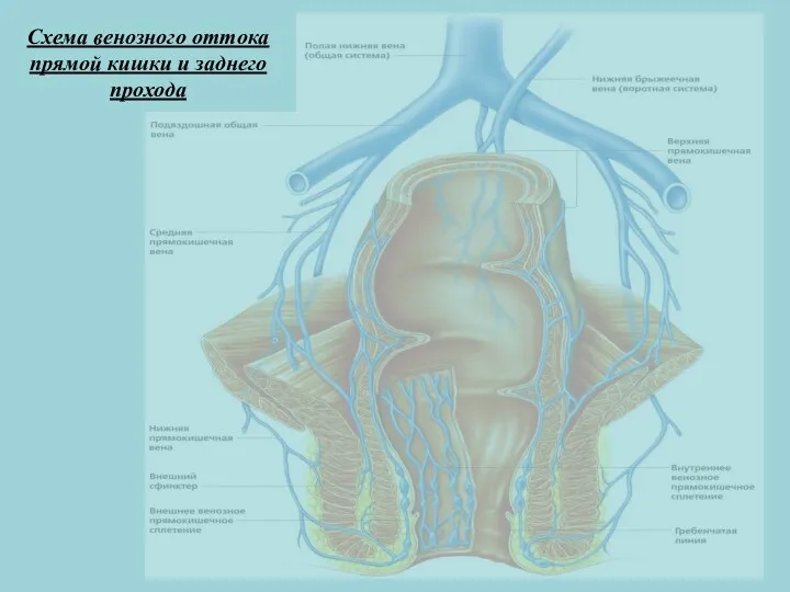 Схема венозного оттока прямой кишки и заднего прохода