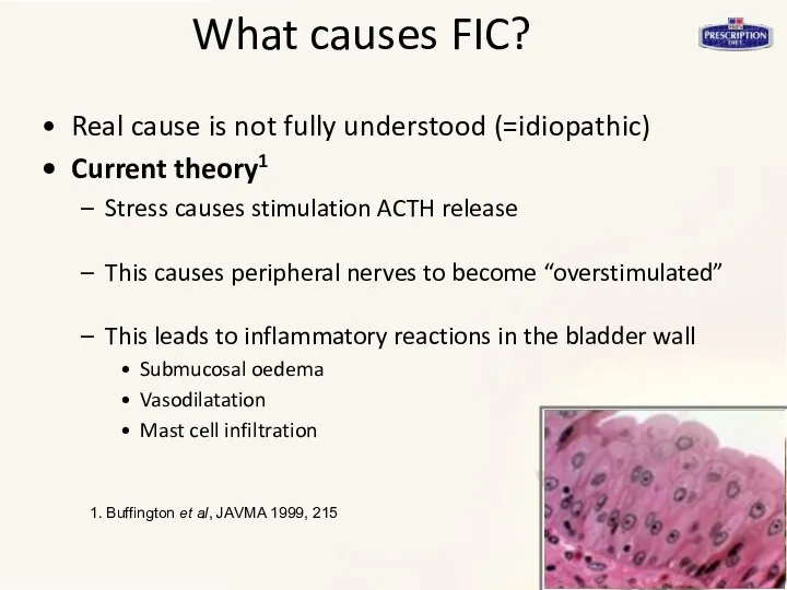 What causes FIC? Real cause is not fully understood (=idiopathic) Current theory1 Stress