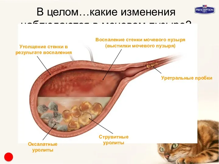 В целом…какие изменения наблюдаются в мочевом пузыре? Воспаление стенки мочевого