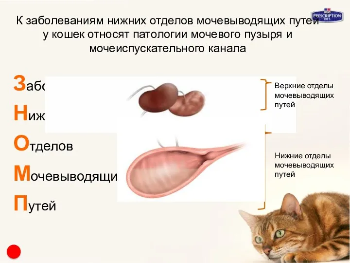 К заболеваниям нижних отделов мочевыводящих путей у кошек относят патологии