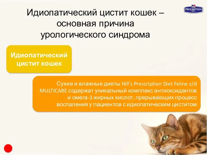 Идиопатический цистит кошек – основная причина урологического синдрома Идиопатический цистит кошек Сухие и